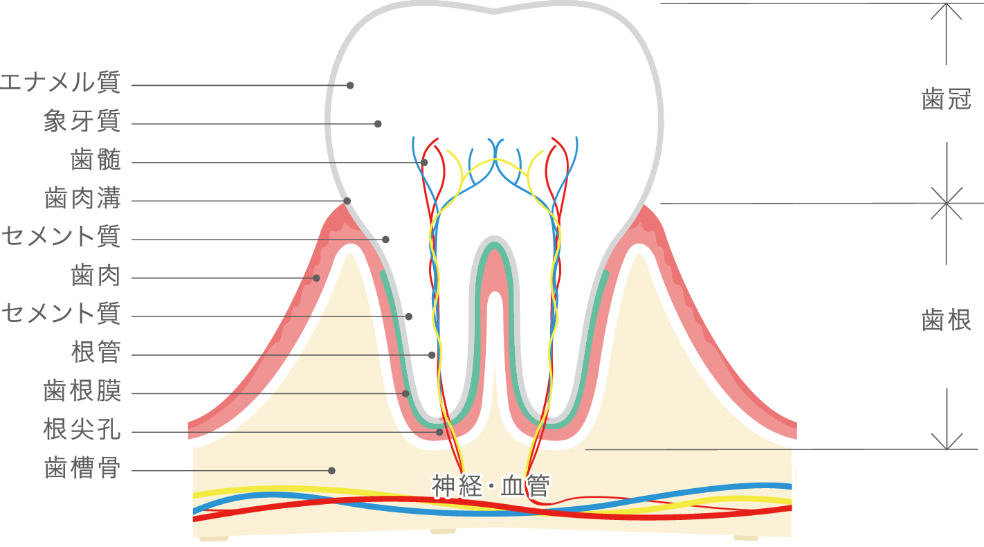 歯の構造